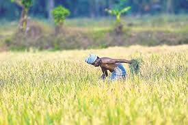 bengal pm kisan